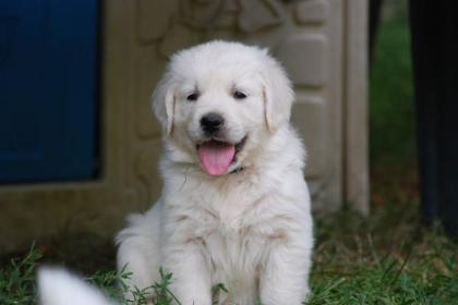 Schöne gesunde Golden Retriever Welpen Ende Juli/Anfang August abzug.