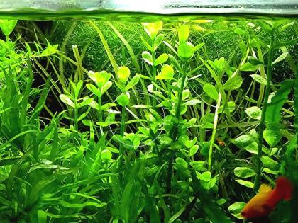 Großes Fettblatt Aquariumpflanzen Bündel Versand/ Abholung