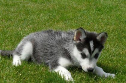 Husky Welpen zu verkaufen mit FCI Papieren