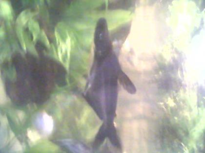 Biete Fische und Pflanzen.