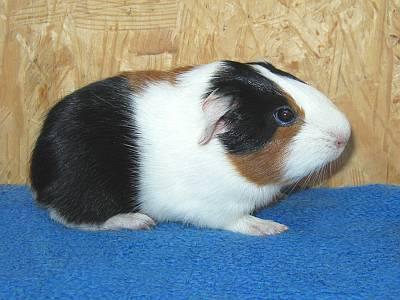 Cuys oder Cuy Riesenmeerschweinchen abzugeben