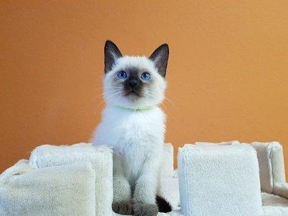 Siamkatze alte Art der Siam Thaikater Kitten in der Farbe blue point