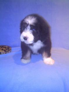 Süsse Bearded-Collie Welpen suchen ab 10. Februar 2022 neuen Wirkungskreis
