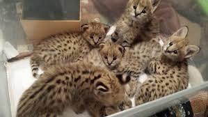 Exotische Savannen Serval und Bengal-Kätzchen