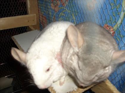 Chinchillaschwestern Jungtiere abzugeben