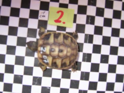 Griech. Landschildkröten
