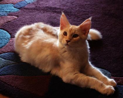 Drollige Maine Coon-Babies suchen bald Familienanschluss
