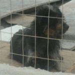 Nerina 1 Jahr sucht liebevolle Familie