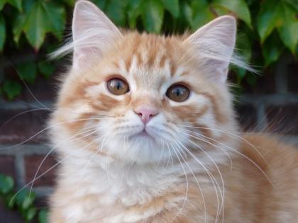 Wunderschöner Deutsch Langhaar Kater red tb mc sucht sein neues zu Hause