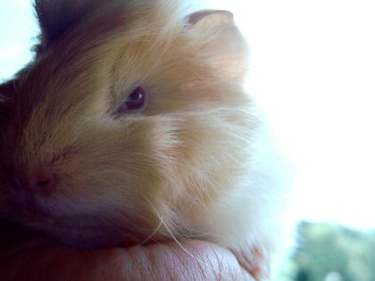Meerschweinchen