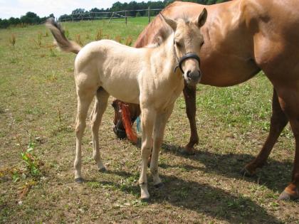 Bildhübsches Quarter Horse Stutfohlen buckskin