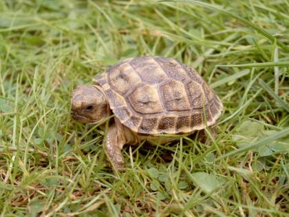 Vierzehen Landschildkröten NZ2008