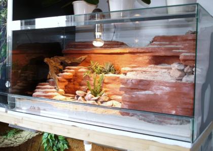 Verkaufe 1. 3 Lidgeckos mit Terrarium