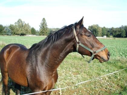 Hübscher Warmblutwallach günstig zu verkaufen