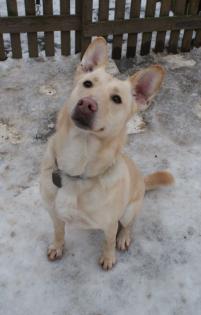 Suchen Sponsoren für Hunde in Not