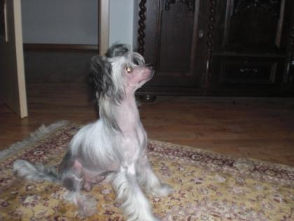 Verkaufe-Schinesischen Schopfhund Nackt