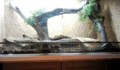 Königsnatter Lampropeltis getula splendida mit Terrarium und Zubehör abzugeben