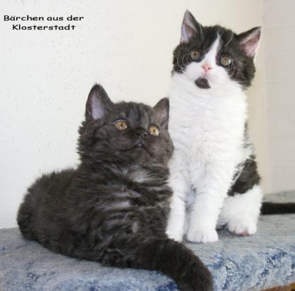 Selkirk Rex Baby ist auch für Allergiker geeignet.