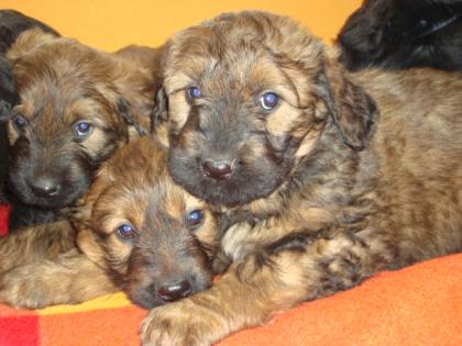 Briard-Mix Welpen