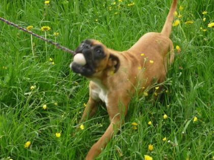 Boxerwelpen mit Papieren abzugeben