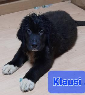 Doggenmischlingeswelpen