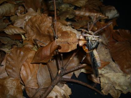 Acromantis Deroplatys