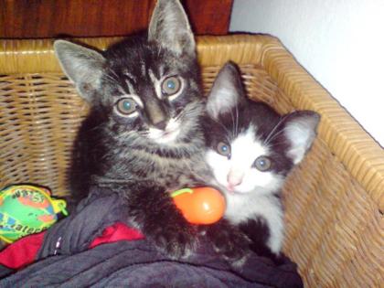 Katze Kater kostenlos abzugeben