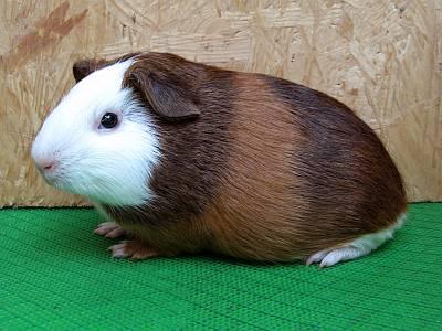 Cuys Cuy Cuyes Meerschweinchen abzugeben