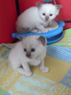 Birmakitten und ältere kastrierte Birmakatzen
