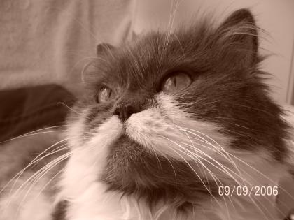 Professionelle liebevolle Katzenbetreuung im gewohnten Umfeld Langenfeld und U