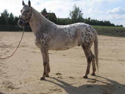 Ein ganz besonderes Pferd