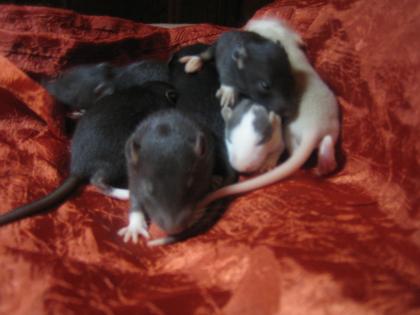 Rattenbabys Farb und Siamrattis super süß suchen ein neues Zuhause