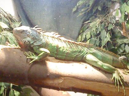2leguane männchen 3 und 1jahr alt