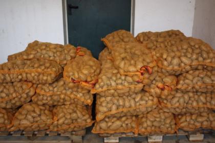 Futterkartoffeln zu verkaufen super Qualität