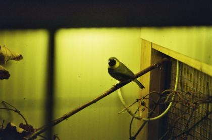 Kleiner Kubafink Ringelamadine Gouldamadine