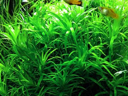 Seegrasblättriges Trugkölbchen Bündel Wasserpflanzen Versand/ Abholung