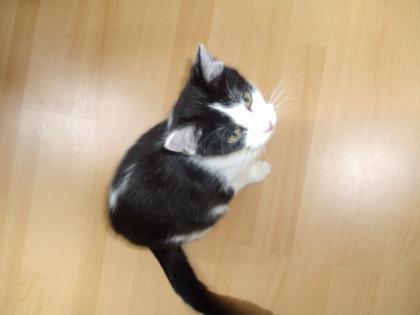 Hauskatze zu vergeben