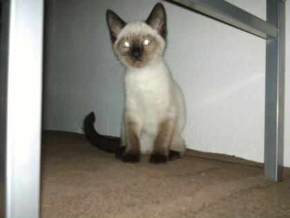 Katzenbaby Thai Katze beige sehr lieb