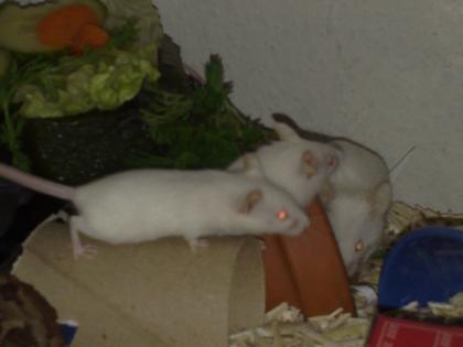Futtermäuse-ernährt m. Körner Gräser Fris . - Mäuse