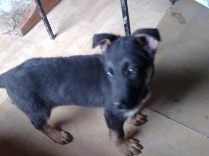 Schäferhundwelpen fast schwarz DDR-Linie