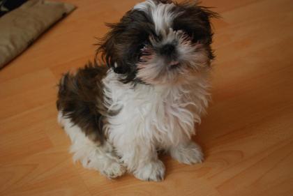 SHIH TZU hündin / Welpe