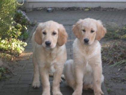 Golden Retriever Welpen