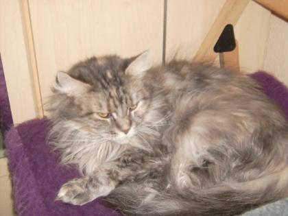 Maine Coon Dame 2 5 Jahre blue-creme