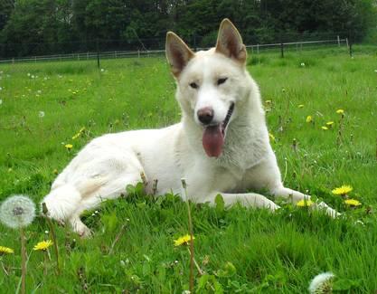 Biete Huskyrüden zum Decken an Kein Verkauf