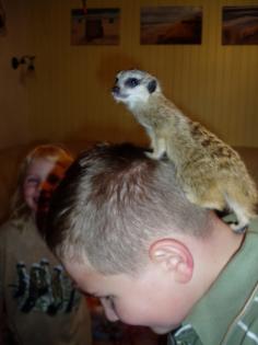 Erdmännchen Suricata suricatta