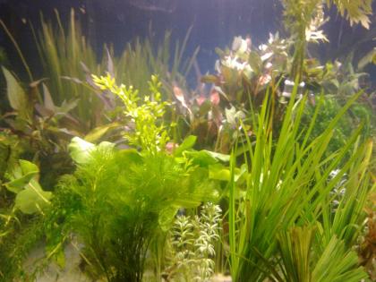 Großes WASSERPFLANZEN Set Garnelen Aquariumpflanzen
