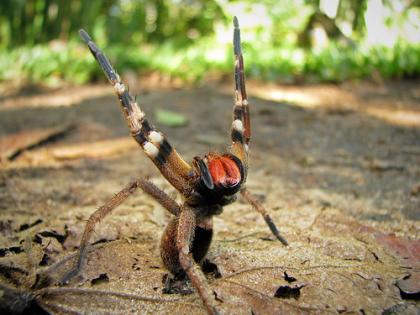 Phoneutria nigriventer Weibchen