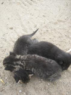 Süße Katzenbabys