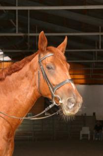 Suche Reitbeteiligung für meinen Hessenwallach