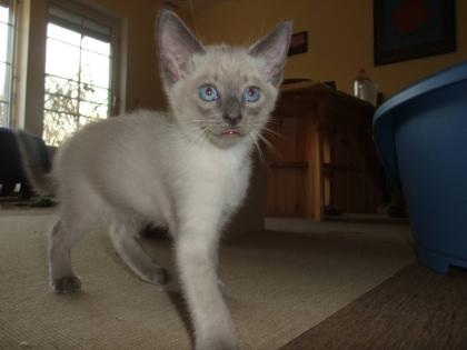 Siambabys super verschmust wunderschöne blaue Augen